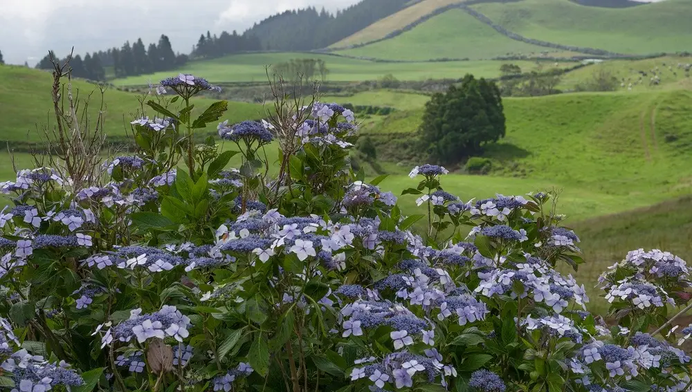 Hortensias en las Azores