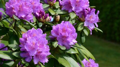 Rododendro