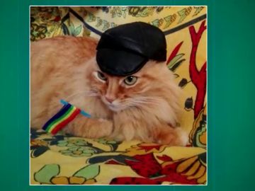 Dormidos, jugando o abrazados a una cerveza: estas son las imágenes más adorables de los gatos de los espectadores Dormidos, jugando o abrazados a una cerveza: estas son las imágenes más adorables de los gatos de los espectadores