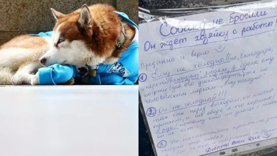 Imágenes del perro y del cartel que deja la dueña. Imágenes del perro y del cartel que deja la dueña.