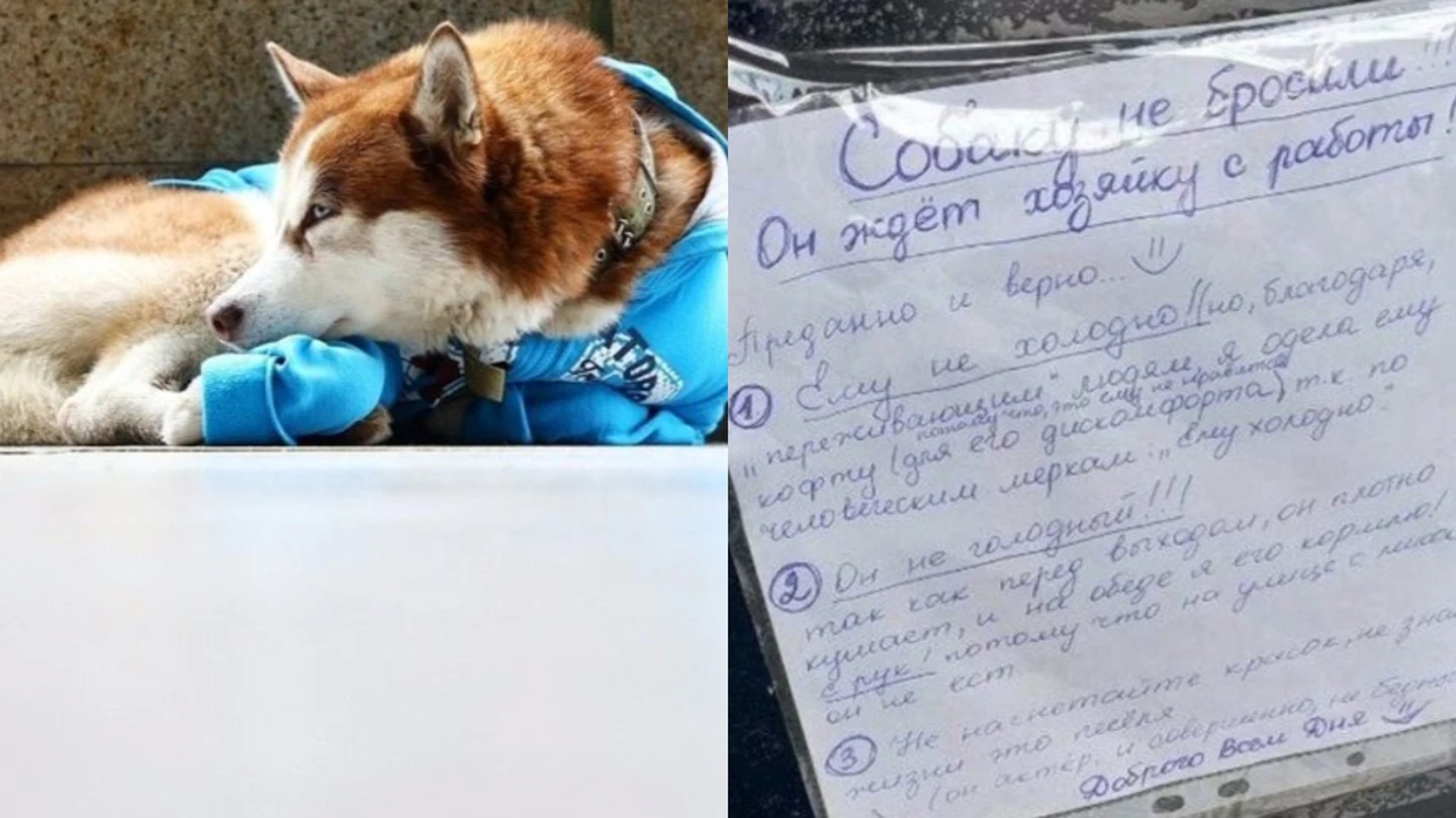 Imágenes del perro y del cartel que deja la dueña. Imágenes del perro y del cartel que deja la dueña.