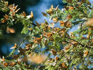 Mariposas Monarca Mariposas Monarca