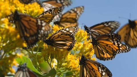 Mariposas Monarca en Michoacán