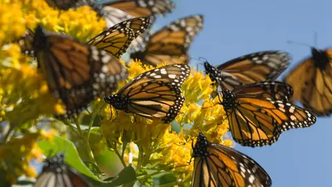 Mariposas Monarca en Michoacán Mariposas Monarca en Michoacán