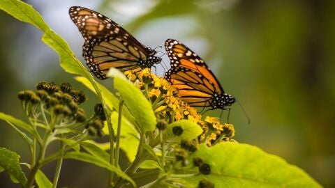 Mariposas Monarca