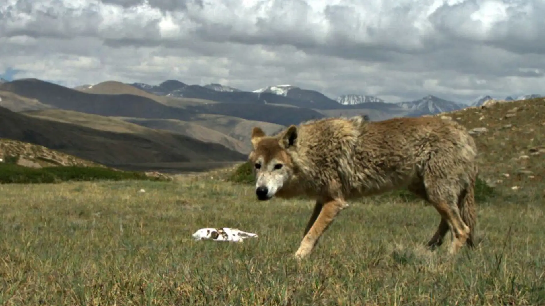 La dura vida del lobo del Himalaya lo ha hecho unico