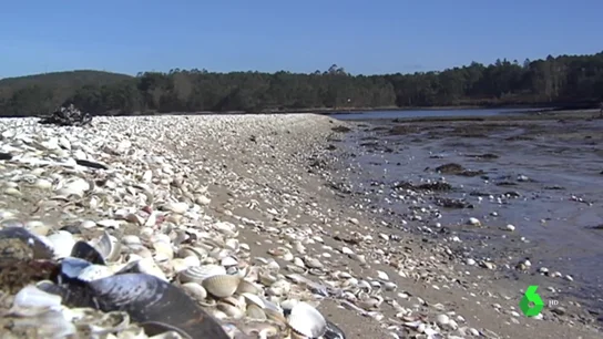 Así ha quedado el marisco de la Costa da Morte, después de que la arena arrastrada por el temporal lo haya sepultado. berberechos