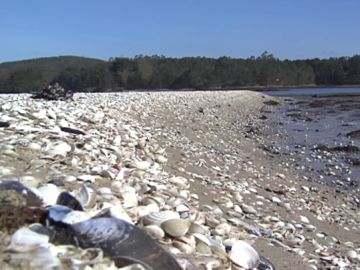Así ha quedado el marisco de la Costa da Morte, después de que la arena arrastrada por el temporal lo haya sepultado. Así ha quedado el marisco de la Costa da Morte, después de que la arena arrastrada por el temporal lo haya sepultado.