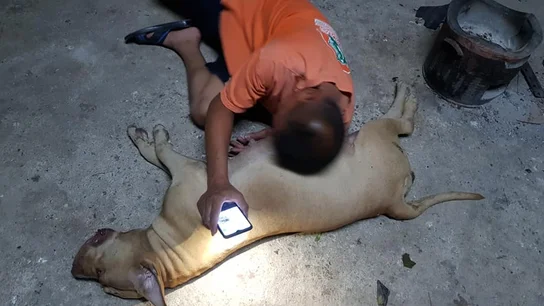 Una perra embarazada de 10 cachorros salva a sus dueños del ataque de una cobra Una perra embarazada de 10 cachorros salva a sus dueños del ataque de una cobra