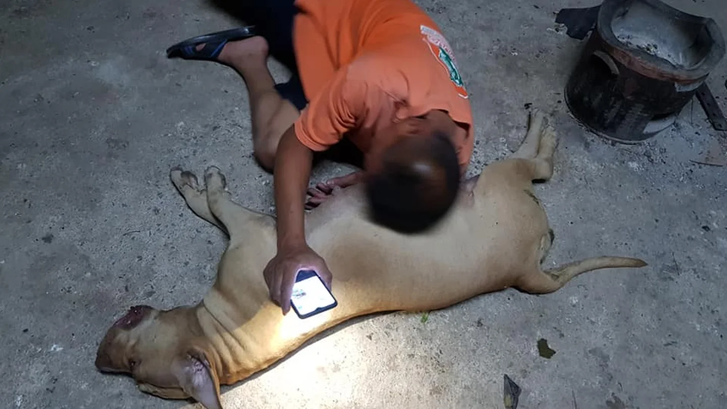 Una perra embarazada de 10 cachorros salva a sus dueños del ataque de una cobra Una perra embarazada de 10 cachorros salva a sus dueños del ataque de una cobra