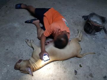 Una perra embarazada de 10 cachorros salva a sus dueños del ataque de una cobra Una perra embarazada de 10 cachorros salva a sus dueños del ataque de una cobra