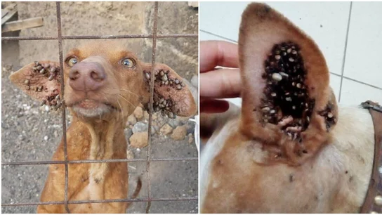 Los perros presentaban infecciones de garrapatas muy severas. Los perros presentaban infecciones de garrapatas muy severas.