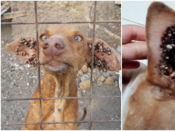 Los perros presentaban infecciones de garrapatas muy severas. Los perros presentaban infecciones de garrapatas muy severas.