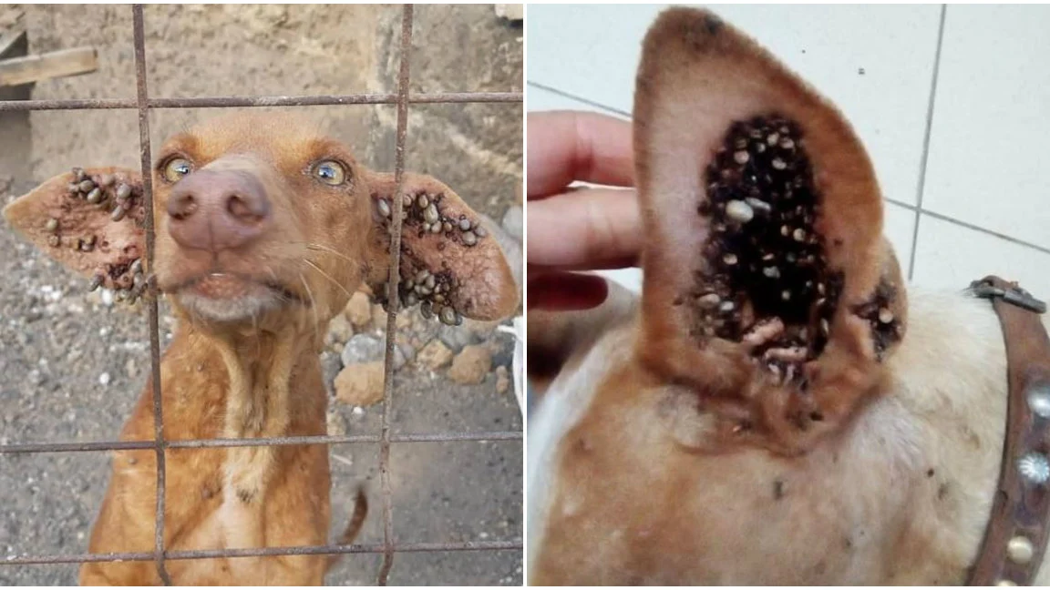 Los perros presentaban infecciones de garrapatas muy severas.