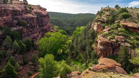 Pinares de Rodeno en Albarracín