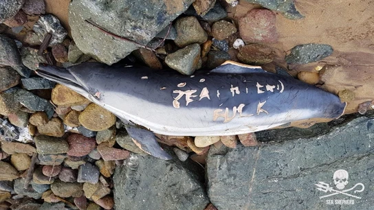 Delfín mutilado por pescadores franceses Delfín mutilado por pescadores franceses