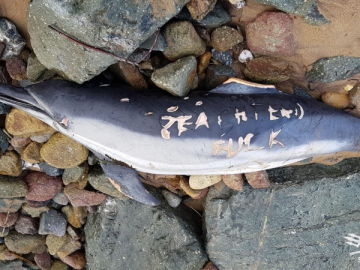 Delfín mutilado por pescadores franceses Delfín mutilado por pescadores franceses