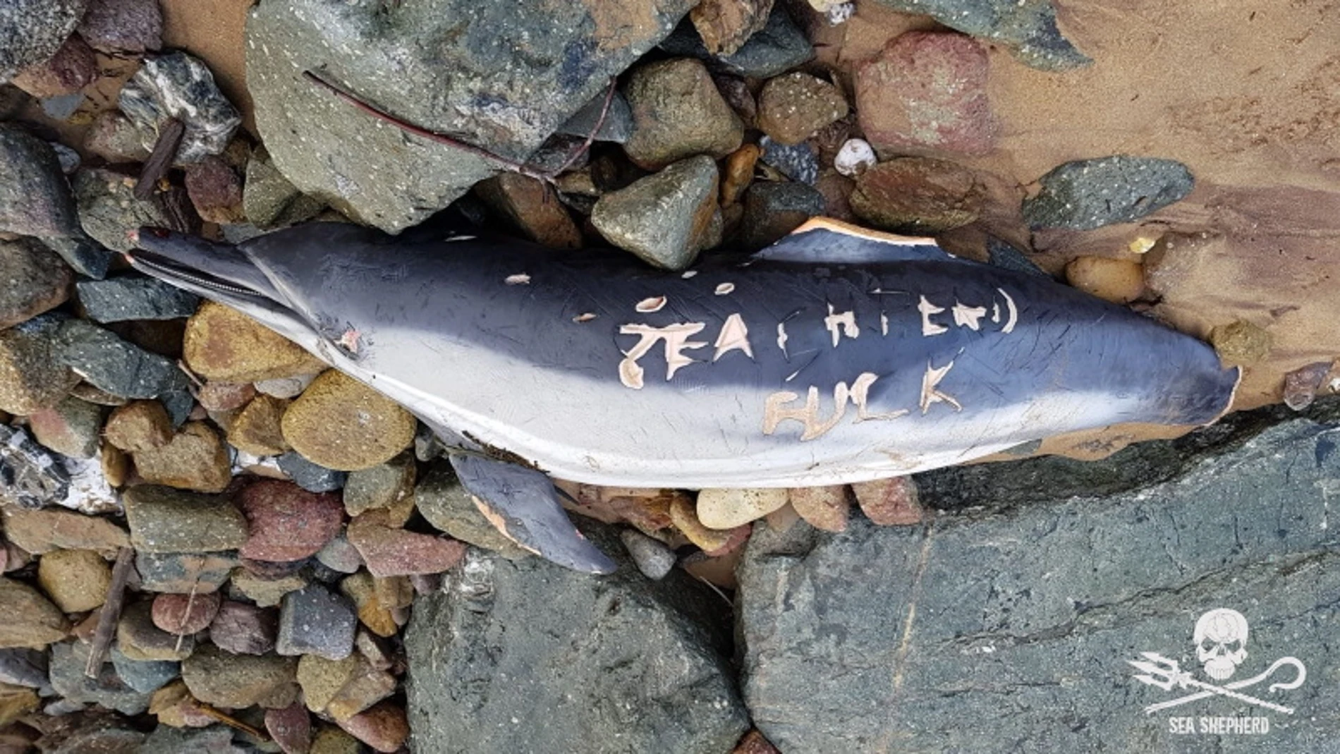 Delfín mutilado por pescadores franceses