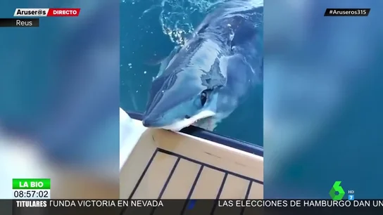 El tiburón más rápido del mundo ataca un yate de lujo en Nueva Zelanda El tiburón más rápido del mundo ataca un yate de lujo en Nueva Zelanda