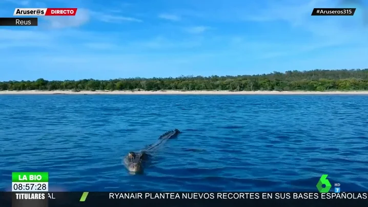 Un dron en pleno vuelo graba el impactante momento en el que un cocodrilo se abalanza sobre él