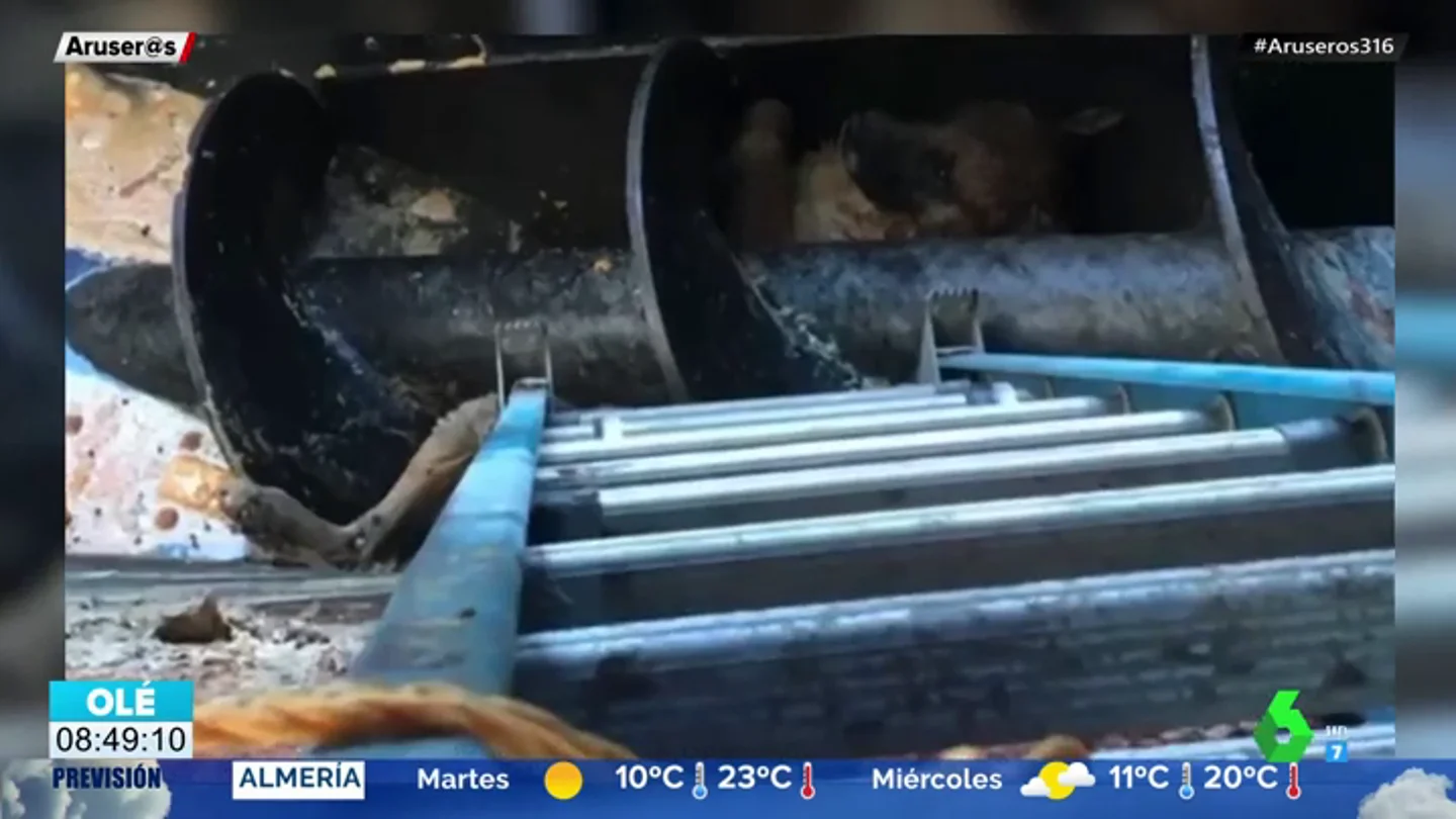 El angustioso rescate de un perro a punto de morir entre las cuchillas de una trituradora de carne El angustioso rescate de un perro a punto de morir entre las cuchillas de una trituradora de carne