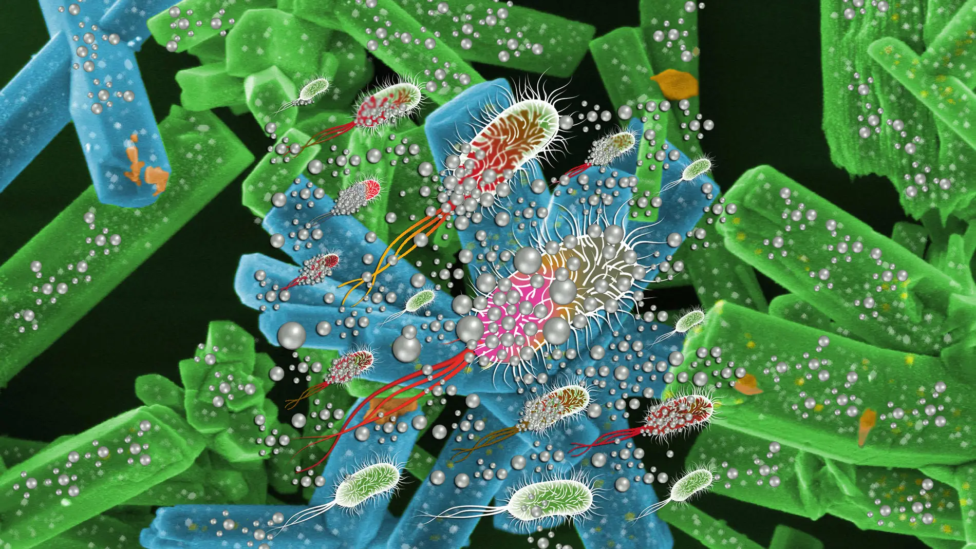 Un nuevo material muestra una fuerte accion contra hongos y tumores