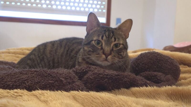 Qué intenta decirte realmente tu gato cuando maúlla 