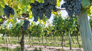 Viñedo, Uruguay