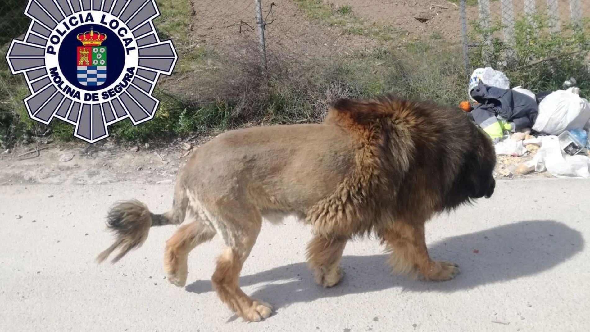 Imagen del perro que muestra un gran parecido a un león.