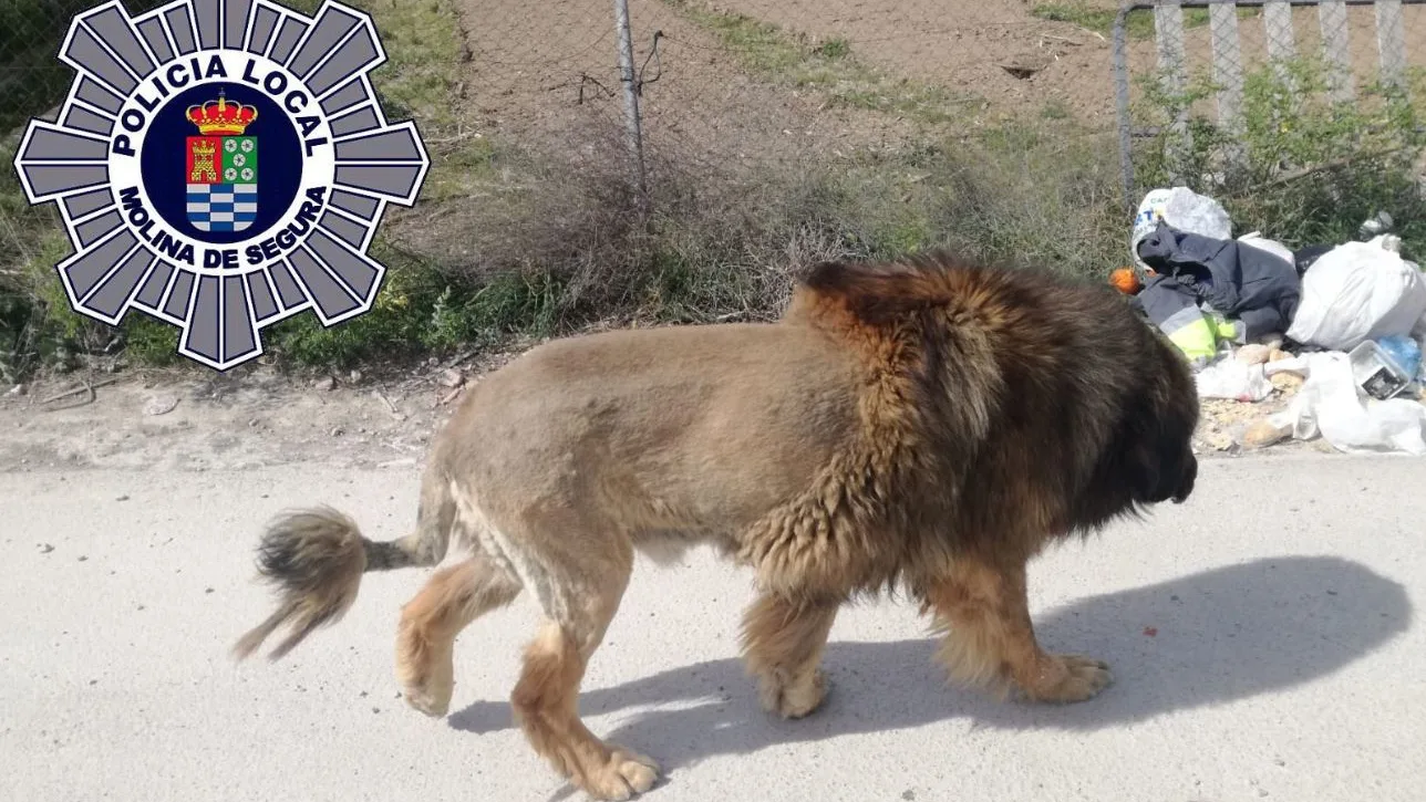 Imagen del perro que muestra un gran parecido a un león.