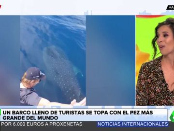 Un barco de turistas se encuentra con un tiburón ballena: así es el pez más grande del mundo Un barco de turistas se encuentra con un tiburón ballena: así es el pez más grande del mundo