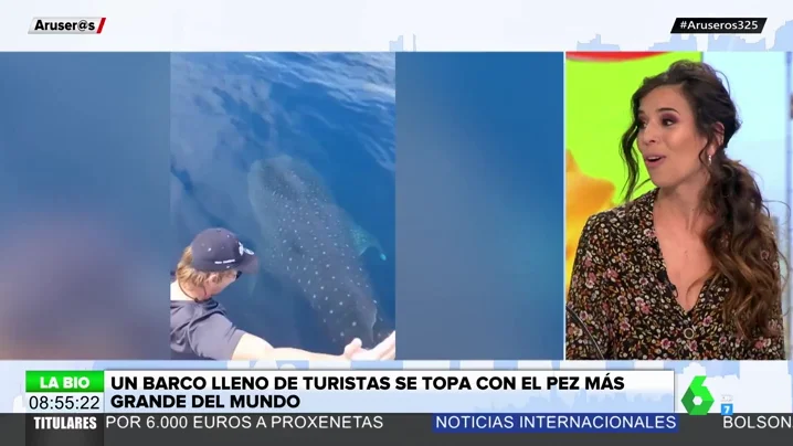 Un barco de turistas se encuentra con un tiburón ballena: así es el pez más grande del mundo