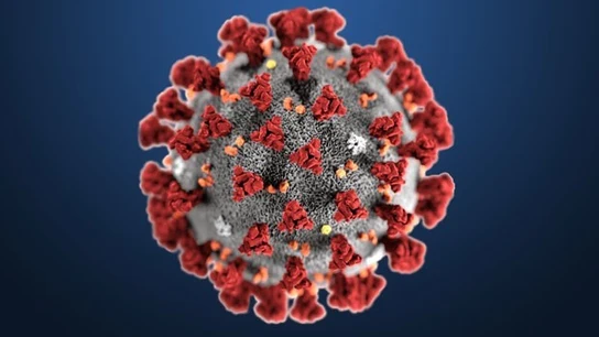 coronavirus coronavirus