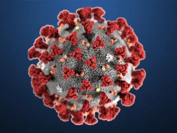 coronavirus coronavirus
