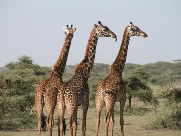 Jirafas Jirafas