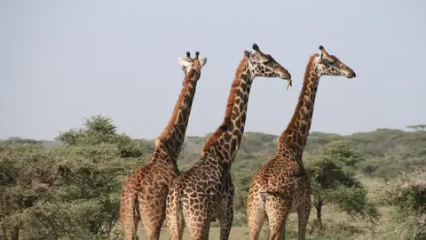 Jirafas Jirafas