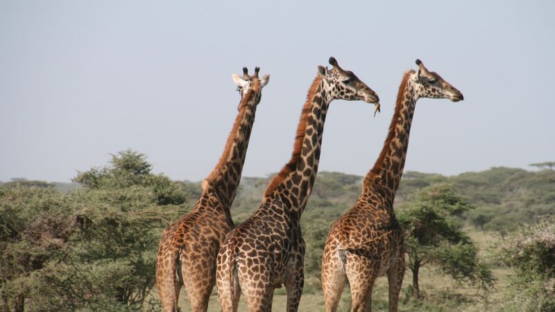 ¿Sabías que existen cuatro especies de jirafas en África? La ciencia lo confirma