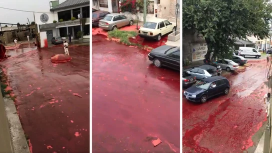 Morón, inundada de sangre de un matadero Morón, inundada de sangre de un matadero