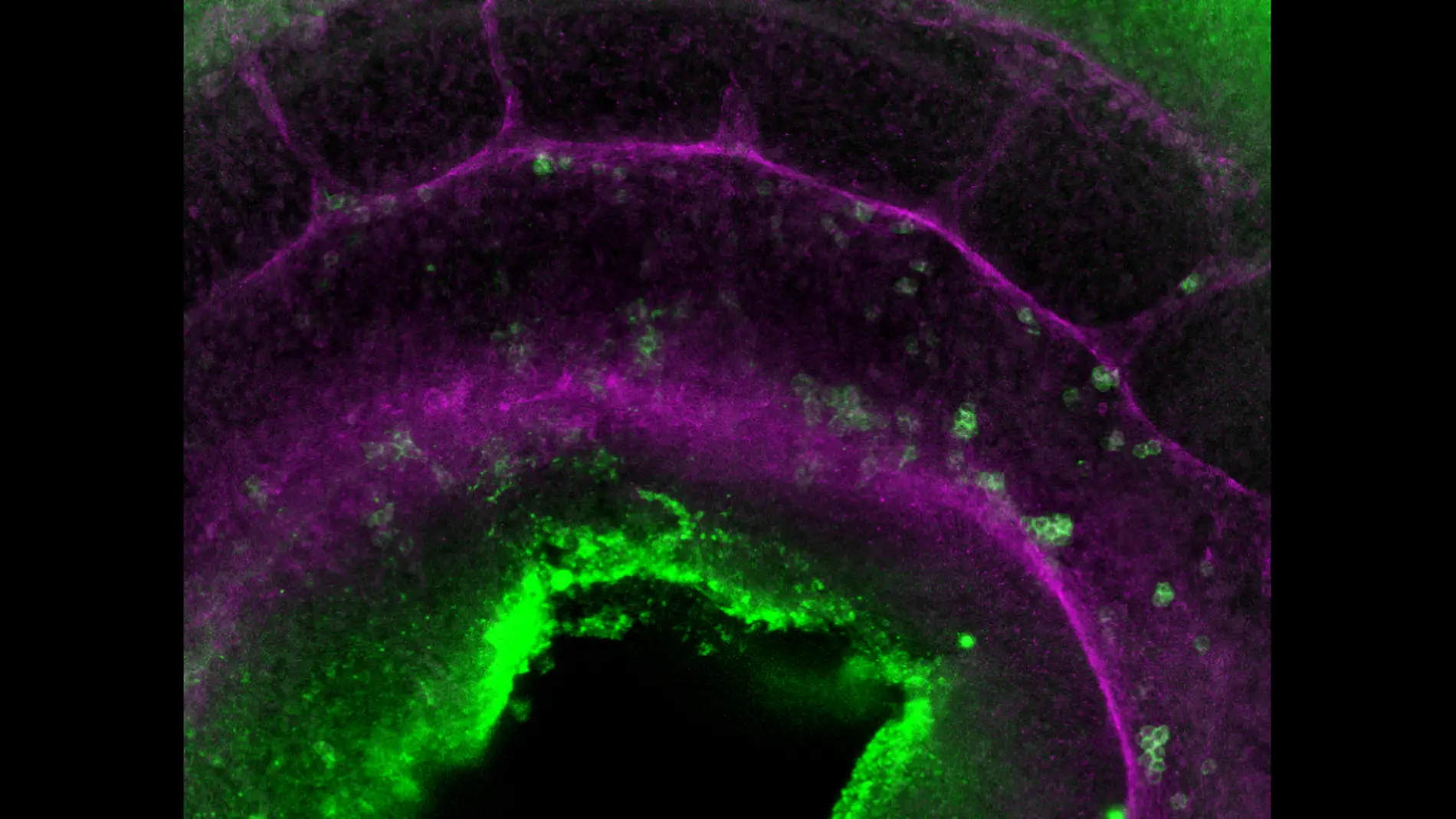 Nuevo paso en la creacion de celulas madre de la sangre en el laboratorio