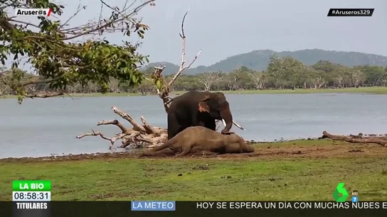 Las desgarradoras imágenes de un elefante despidiéndose de su amigo muerto Las desgarradoras imágenes de un elefante despidiéndose de su amigo muerto