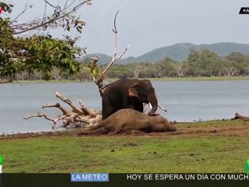 Las desgarradoras imágenes de un elefante despidiéndose de su amigo muerto Las desgarradoras imágenes de un elefante despidiéndose de su amigo muerto