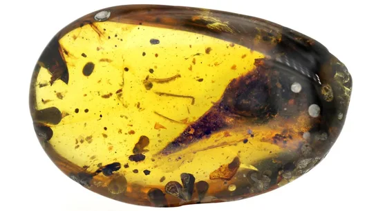 Imagen del ámbar en el que se conservan los restos del dinosaurio Imagen del ámbar en el que se conservan los restos del dinosaurio