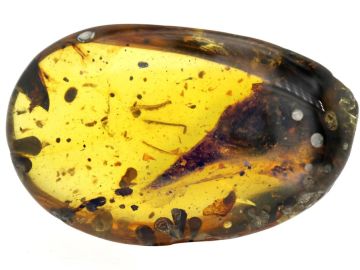 Imagen del ámbar en el que se conservan los restos del dinosaurio Imagen del ámbar en el que se conservan los restos del dinosaurio