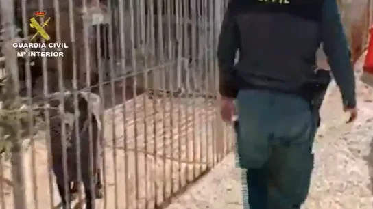 La Guardia Civil, en la protectora de la dueña acusada de matar a unos 500 animales La Guardia Civil, en la protectora de la dueña acusada de matar a unos 500 animales