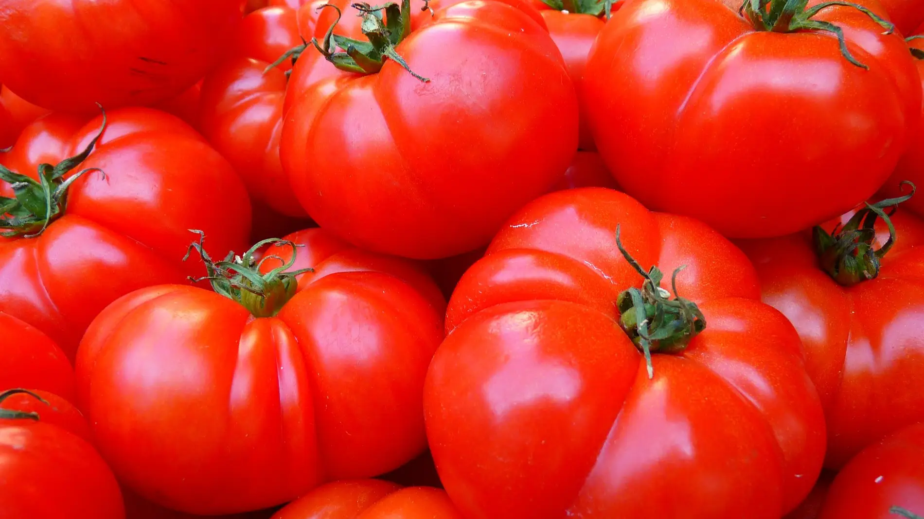 La proteina que ayudo a aumentar cien veces el tamano de los tomates