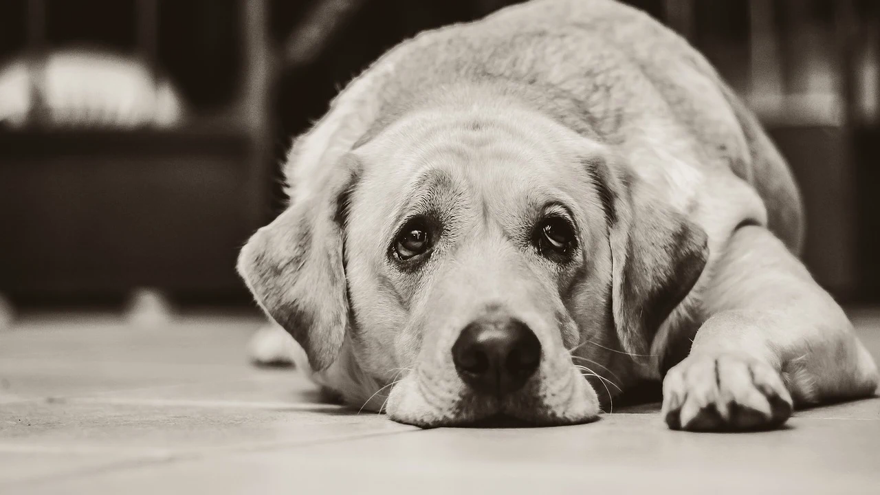 Perro labrador