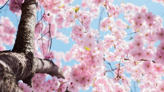 Equinoccio de primavera: ¿qué es y cuándo tendrá lugar? Equinoccio de primavera: ¿qué es y cuándo tendrá lugar?