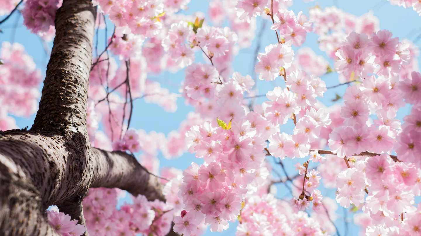 Equinoccio de primavera: ¿qué es y cuándo tendrá lugar? Equinoccio de primavera: ¿qué es y cuándo tendrá lugar?