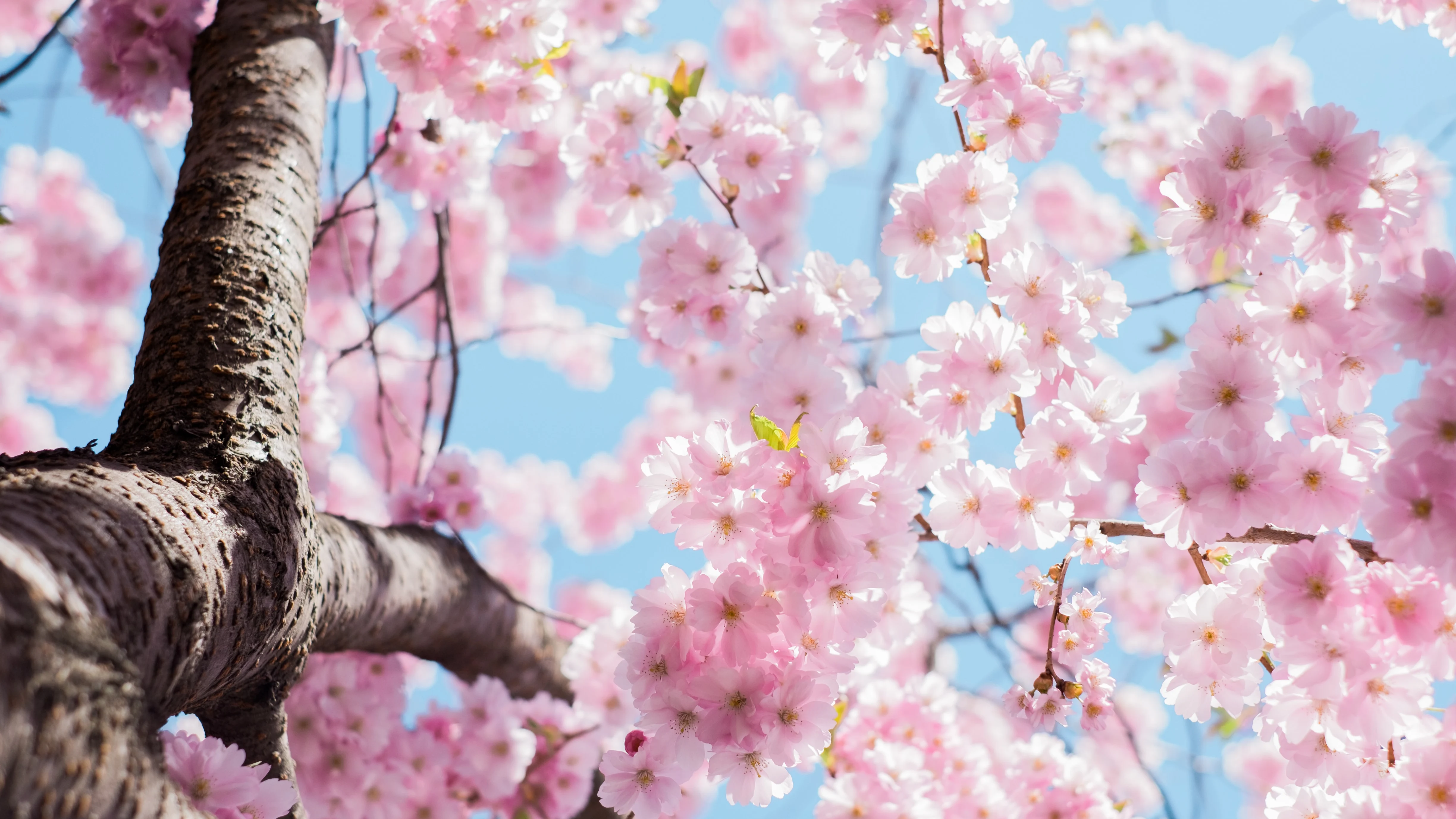 Equinoccio de primavera: ¿qué es y cuándo tendrá lugar?