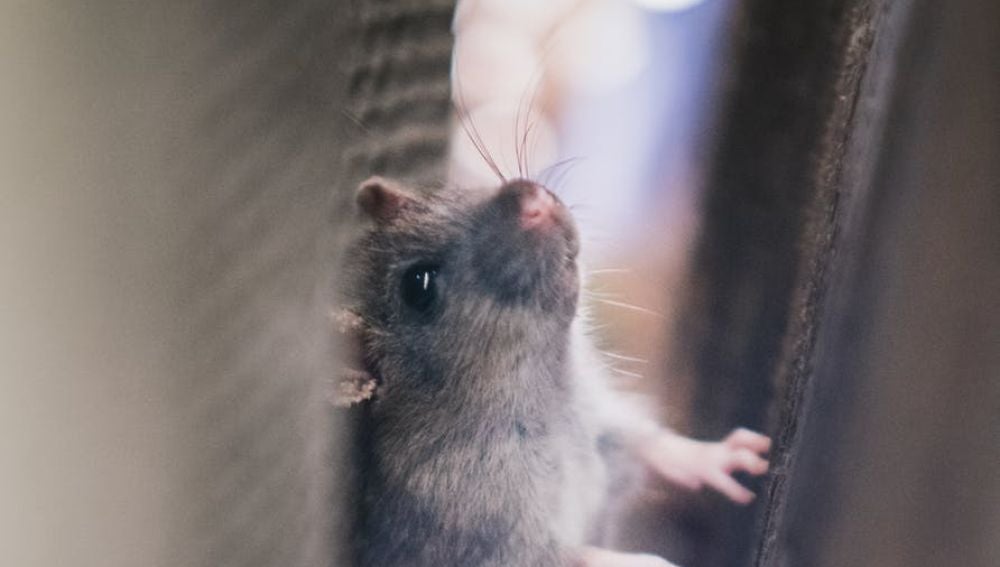 Un ratón